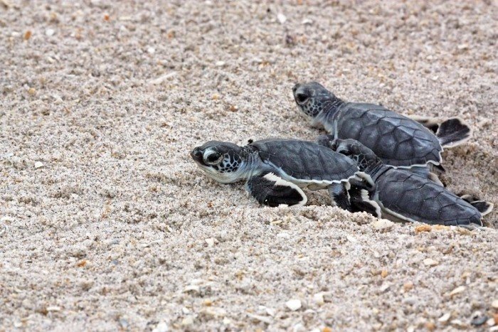 Sea turtles nest on Florida beaches March 1 and October 31. Sea turtles are protected so when the eggs begin to hatch you should allow hatchlings to crawl toward the ocean on their own.